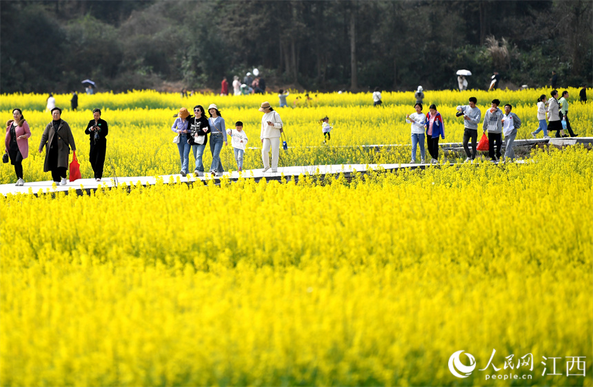 江西丰城：大地披上“黄金甲”游客到村民乐