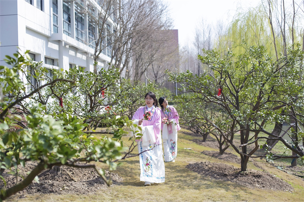 【文化旅游】黄岩橘树“落户”华师大 植树时节校园宋韵飘香