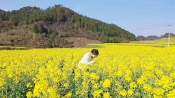 貴州甕安：17.44萬畝油菜花美不勝收