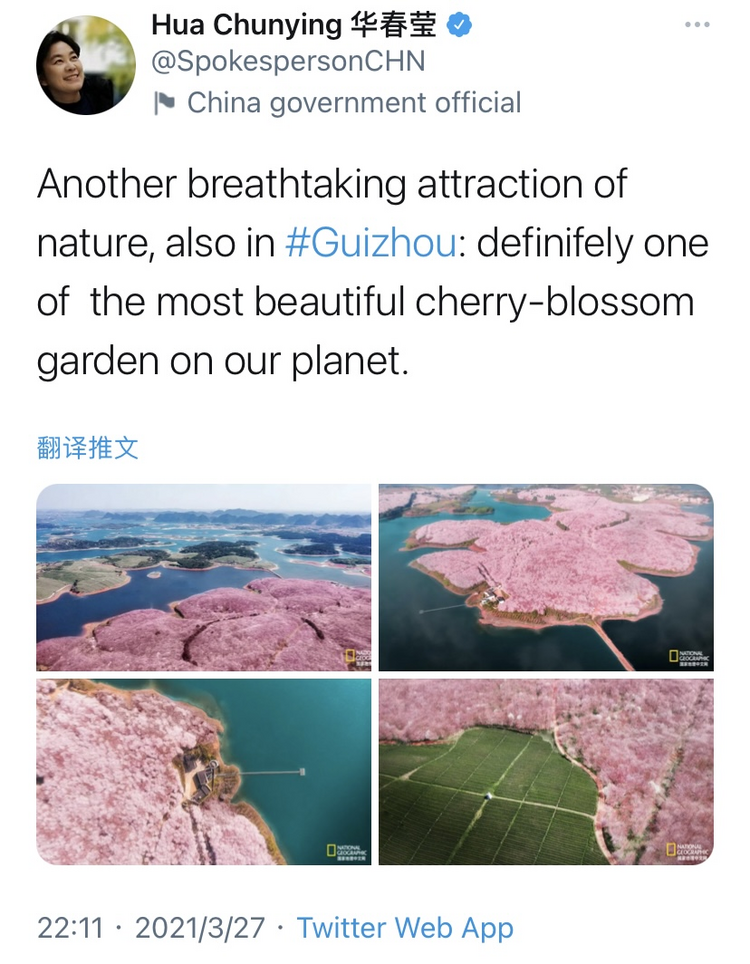 憑藉生態美出圈！華春瑩、汪文斌盛讚貴州櫻花
