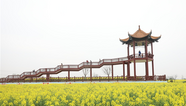 2023年湖北省油菜花節暨荊門•沙洋第十五屆油菜花旅遊節將於3月18日在荊門開幕