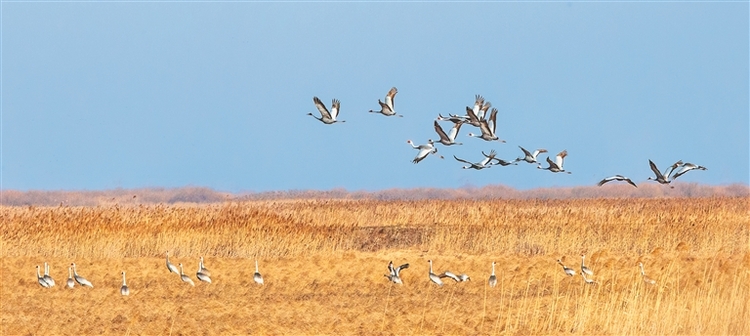 3万只候鸟回归东升自然保护区