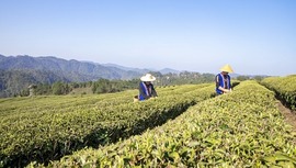貴州獨山：加強茶園管護 促進茶葉品牌和文化不斷提升
