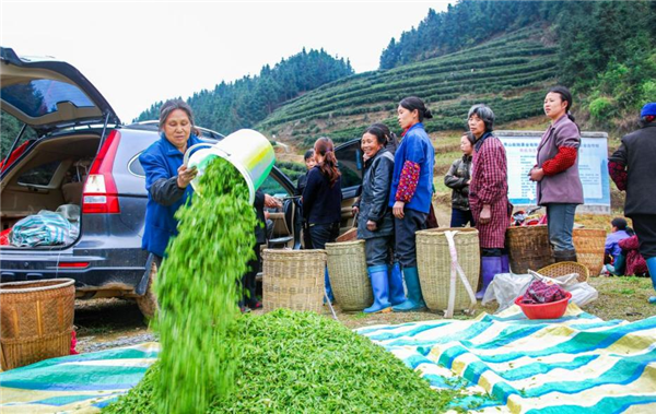 重庆秀山钟灵镇：以茶兴旅促发展_fororder_图片2