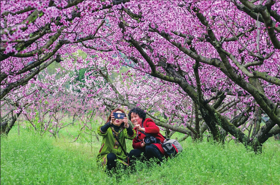 （轉載）春花爛漫春光美