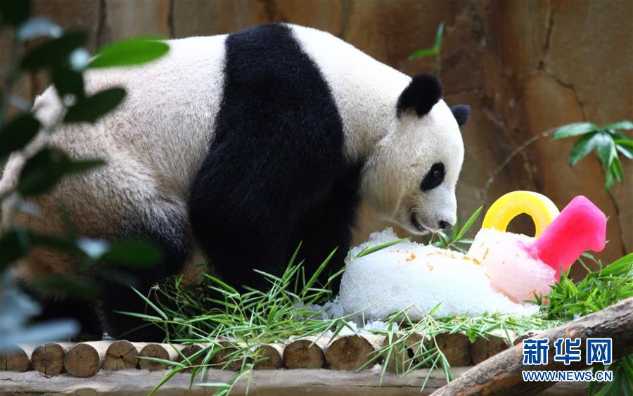 馬來西亞動物園為大熊貓“興興”與“靚靚”慶生