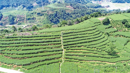 宁德店下：小茶叶撬动大茶业