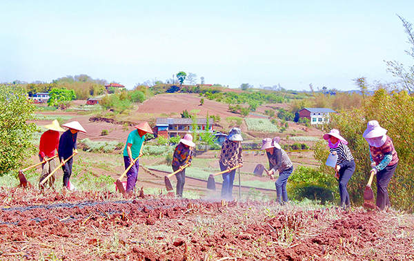 （张）自贡贡井区：130余亩高粱全面进入移栽阶段_fororder_3高粱移栽现场