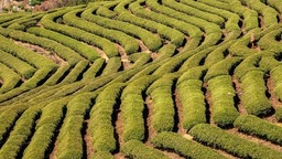 貴州獨山：加強茶園管護 促進茶葉品牌和文化不斷提升