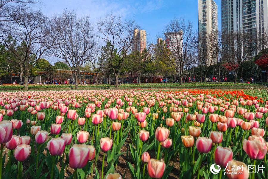 上海公园赏花图片