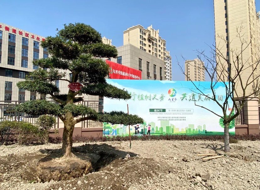 【区县新闻】利用“边角空间” 上海松江九里亭街道打造城市“小森林”