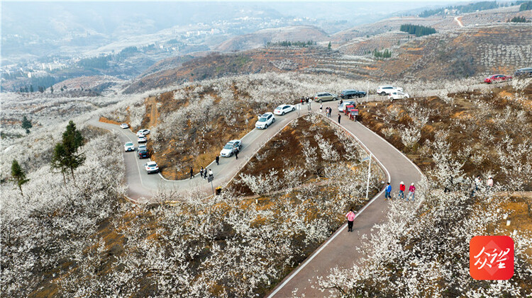 贵州纳雍：万亩樱桃花开引客来 “花海经济”带火乡村旅游