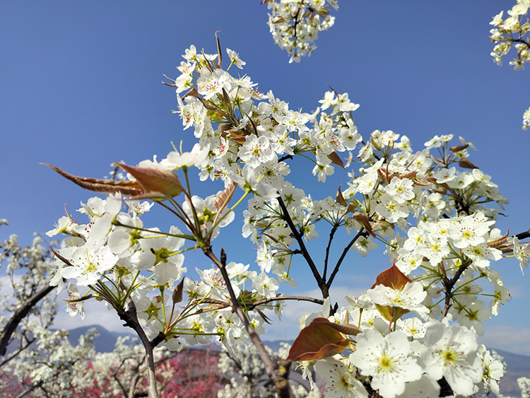 组图｜雅安汉源：春意盎然梨花开_fororder_梨花美景1++摄影+方秦