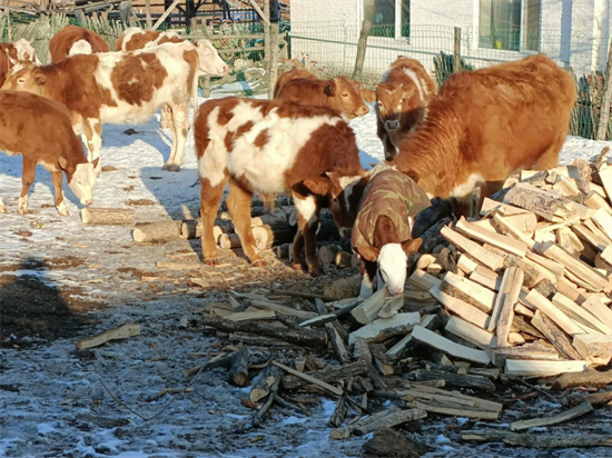 安圖縣石門鎮肉牛養殖發展如火如荼 鄉村振興“畜”勢勃發_fororder_圖片11