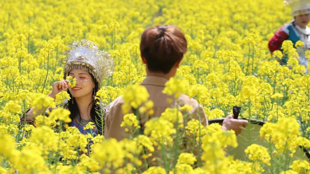 貴州西江千戶苗寨：油菜花開春意濃 苗家姑娘入畫中_fororder_微信圖片_20230314151024