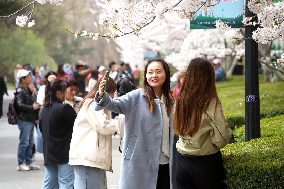 大连劳动公园樱花抢先盛开