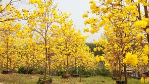 廣西貴港：黃花風鈴木綻放 金色鄉村好時節