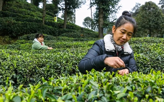 （供稿）贵州都匀：26万亩春茶全面开采_fororder_微信图片_20230412101754
