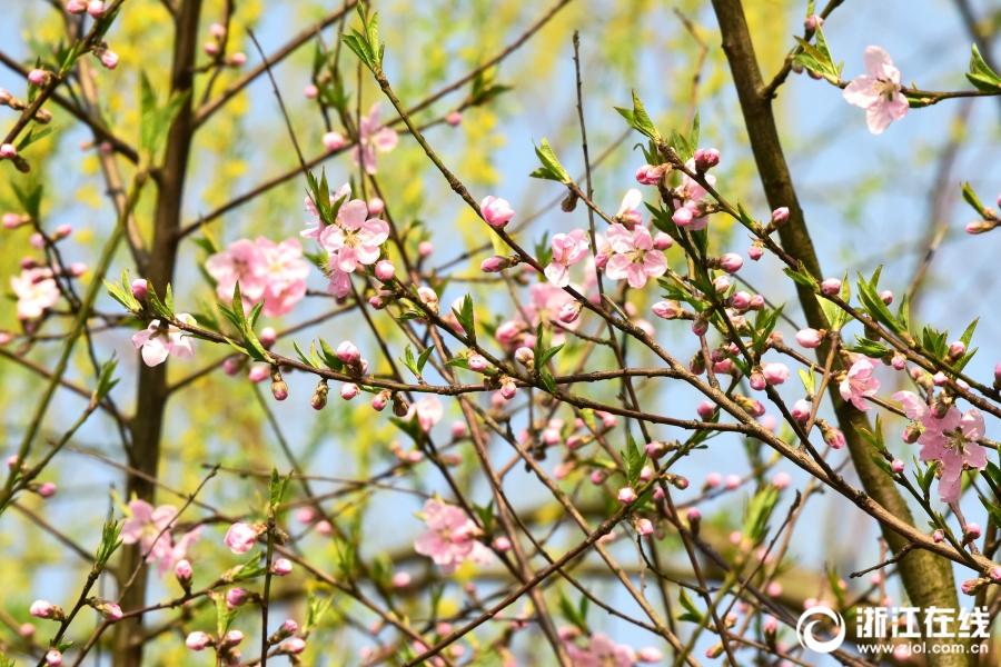 西湖桃花朵朵开