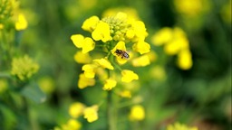 江西共青城：油菜花開春意濃