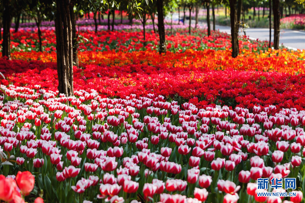 百万株郁金香花开重庆太寺垭森林公园