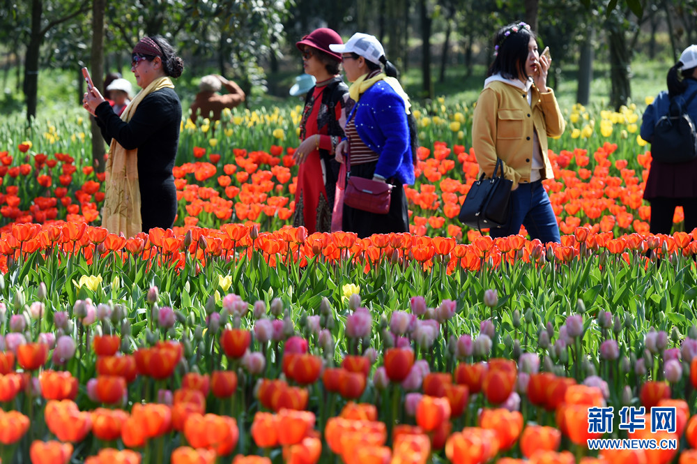 百万株郁金香花开重庆太寺垭森林公园