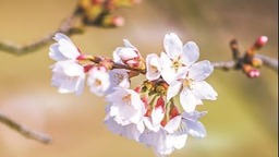 【图片墙】上海今年樱花季现奇景 “粉雨”遇上“白云”