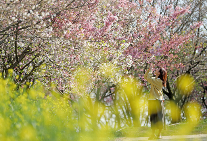 杭州櫻花園進入盛花期 萬株櫻花絢爛綻放_fororder_1678717492252_640f3234febc270001ae88ce