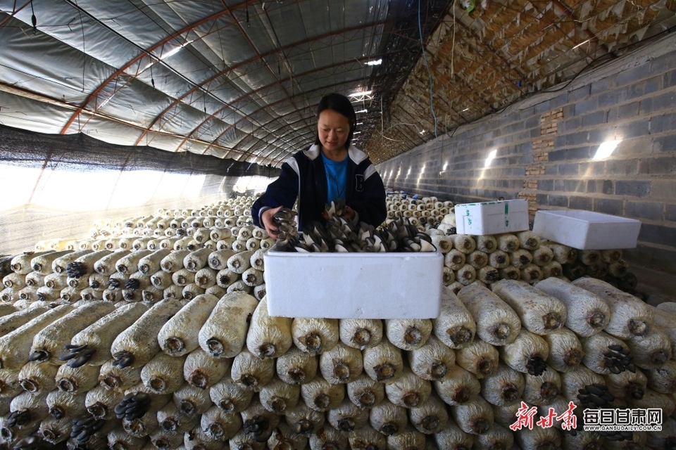食用菌成嘉峪关农民增收新路径_fororder_4