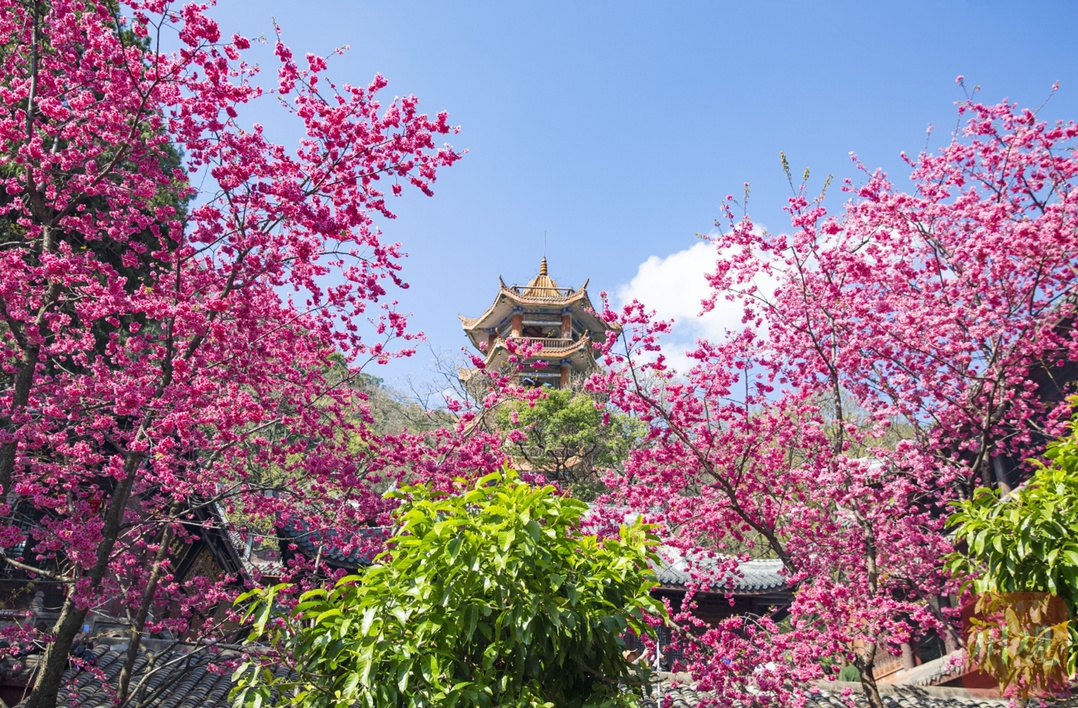 （转载）#你好·春天# 到千年古刹光福寺 听樱花盛开的声音