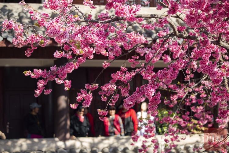（转载）#你好·春天# 到千年古刹光福寺 听樱花盛开的声音