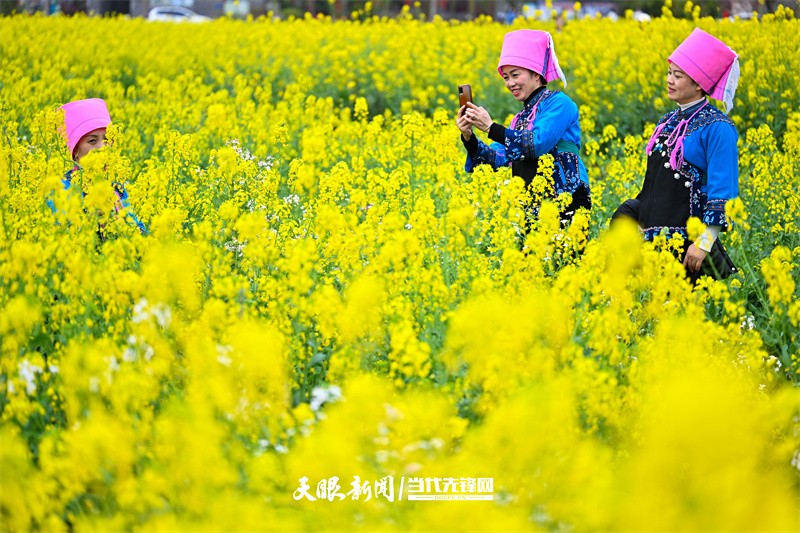 黔南貴定：金海雪山花開醉 賞春又遇好風光