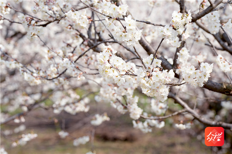 貴州納雍：萬畝櫻桃花開引客來 “花海經濟”帶火鄉村旅遊