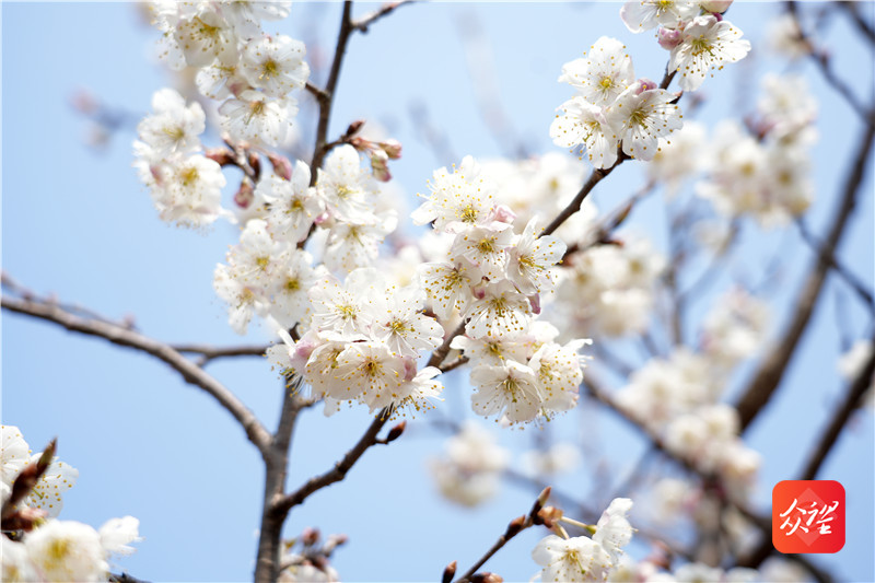 貴州納雍：萬畝櫻桃花開引客來 “花海經濟”帶火鄉村旅遊