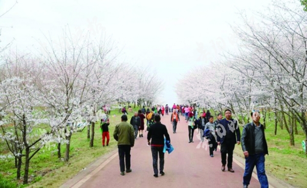 （市州 貴安新區 /旅遊）貴安櫻花吸引遊客已逾15萬人