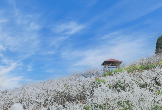 【原創】重慶渝北邀廣大市民前來賞春日“雪景” 邂逅粉色浪漫_fororder_1