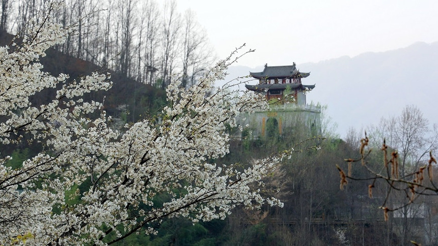 【輪播圖】花紅柳綠又一春 隴南康縣山鄉畫意濃