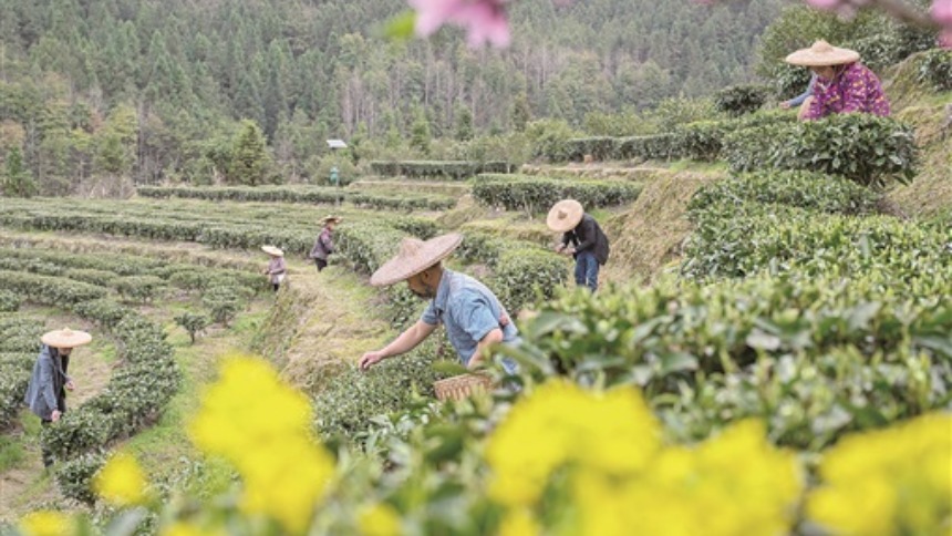 湖南資興：春茶開採