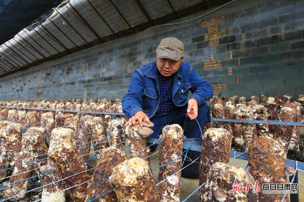 食用菌成嘉峪关农民增收新路径_fororder_2