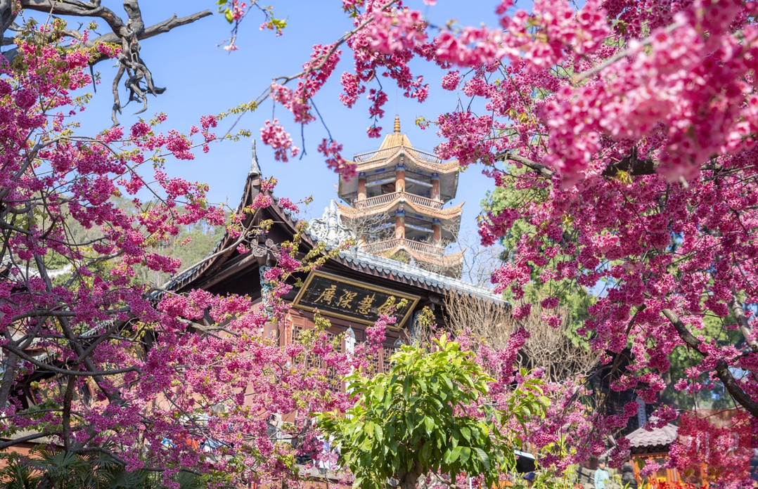 （转载）#你好·春天# 到千年古刹光福寺 听樱花盛开的声音