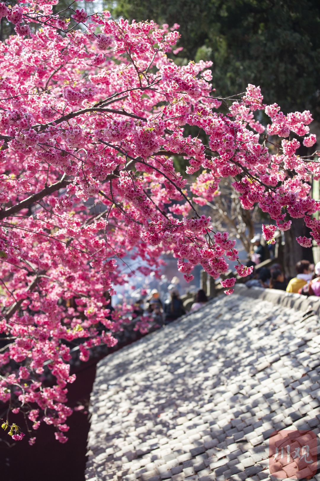 （转载）#你好·春天# 到千年古刹光福寺 听樱花盛开的声音