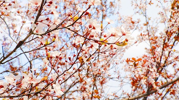 自貢：踏春好時節 貢井紅葉李花正鮮艷