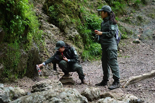 Panda Ranger Training Sichuan Daxiangling Giant Panda Field Training and Release Base: Return ...