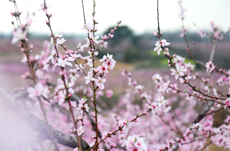 【原创】以花为媒 振兴乡村：信阳市光山县斛山乡第六届桃花文化节开幕_fororder_图片4