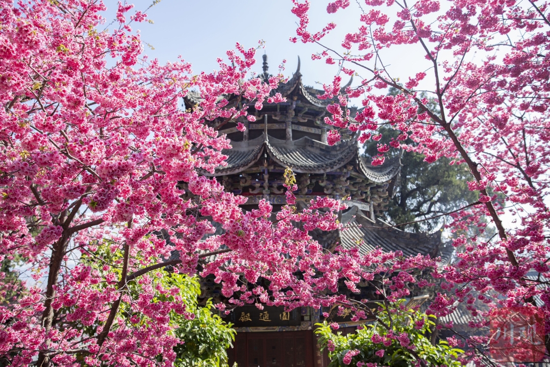 （转载）#你好·春天# 到千年古刹光福寺 听樱花盛开的声音