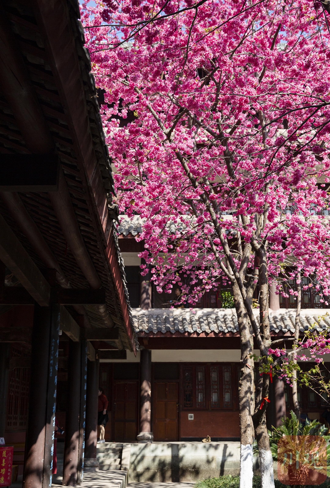 （转载）#你好·春天# 到千年古刹光福寺 听樱花盛开的声音