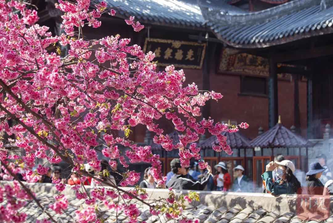 （轉載）#你好·春天# 到千年古剎光福寺 聽櫻花盛開的聲音
