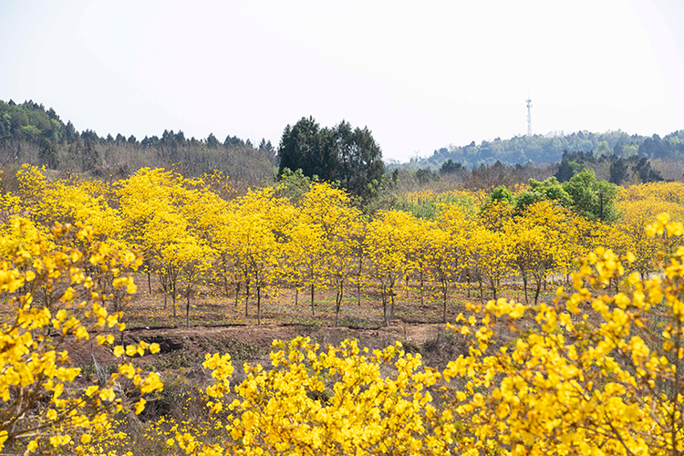 简阳：“金”艳来袭！ “赏花经济”解锁乡村振兴“新视角”_fororder_简阳东麓花溪黄花风铃木美景图