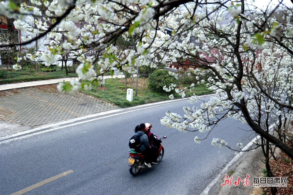 【轮播图】花红柳绿又一春 陇南康县山乡画意浓_fororder_4