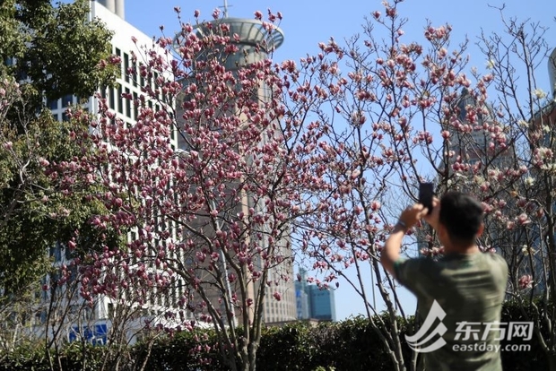 【文化旅遊-滾動圖】上海：市花白玉蘭與東方明珠同框綻放